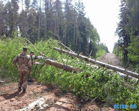 В Истринских лесах идут работы по устранению последствий урагана